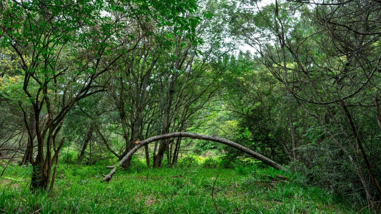 Diamond Vault Rustic Mountain * Hogsback