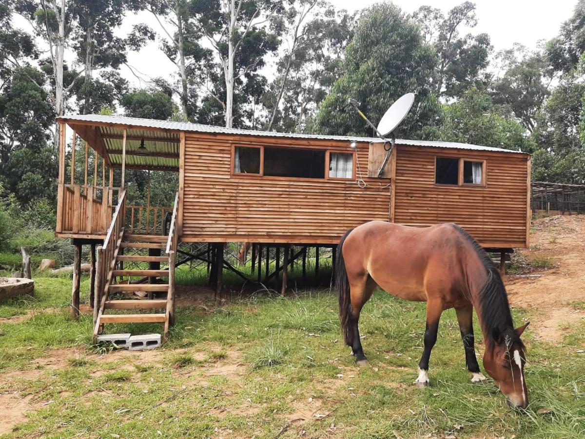 Diamond Vault Rustic Mountain Hogsback